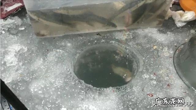 冰层多厚，才能上去冰钓，有经验的回答下，谢谢