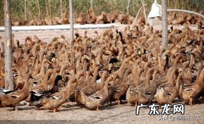 麻鸭泥鸭白羽鸭哪个长得大些？