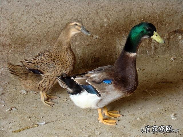 麻鸭泥鸭白羽鸭哪个长得大些？