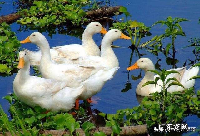 麻鸭泥鸭白羽鸭哪个长得大些？