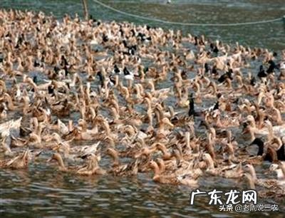 麻鸭泥鸭白羽鸭哪个长得大些？