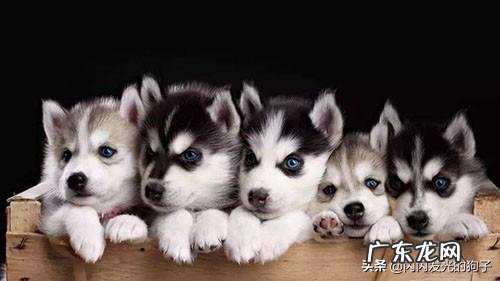 狗狗总是尿频，该怎么办？