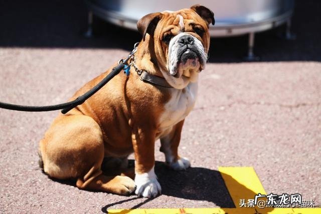 狗狗总是尿频，该怎么办？