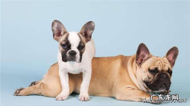 狗狗总是尿频，该怎么办？