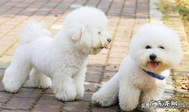 狗狗总是尿频，该怎么办？