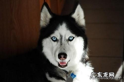 狗狗总是尿频，该怎么办？