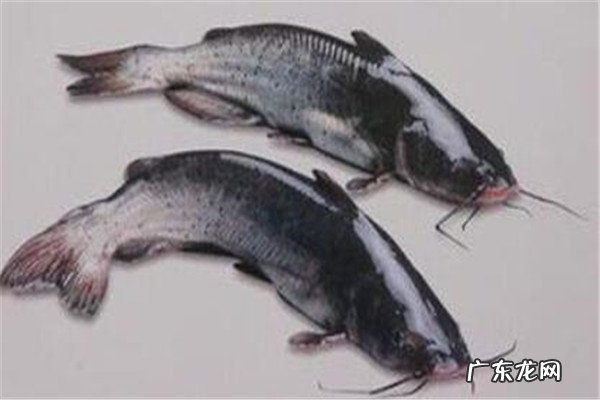 世界最贵的食用鱼十大排名 世界十大顶级食用鱼