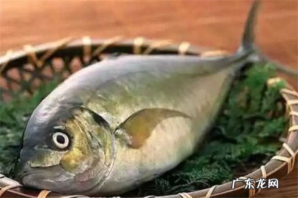 世界最贵的食用鱼十大排名 世界十大顶级食用鱼