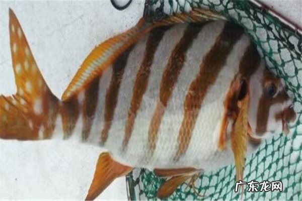 世界最贵的食用鱼十大排名 世界十大顶级食用鱼