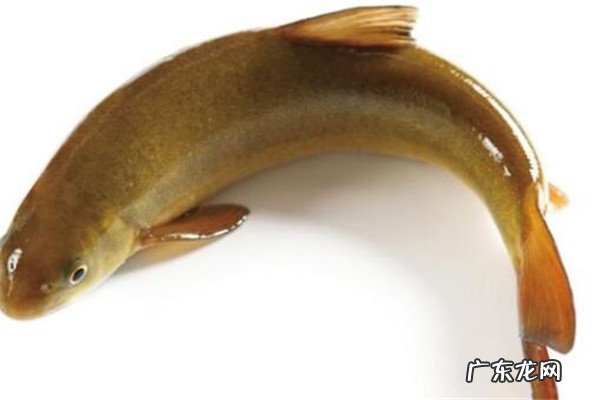 世界最贵的食用鱼十大排名 世界十大顶级食用鱼