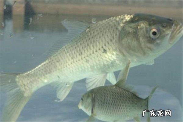 世界最贵的食用鱼十大排名 世界十大顶级食用鱼