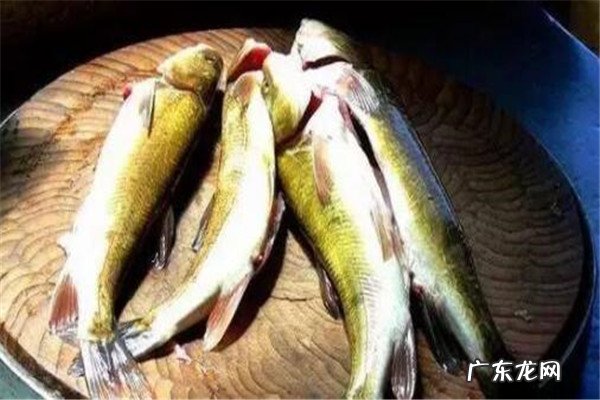 世界最贵的食用鱼十大排名 世界十大顶级食用鱼