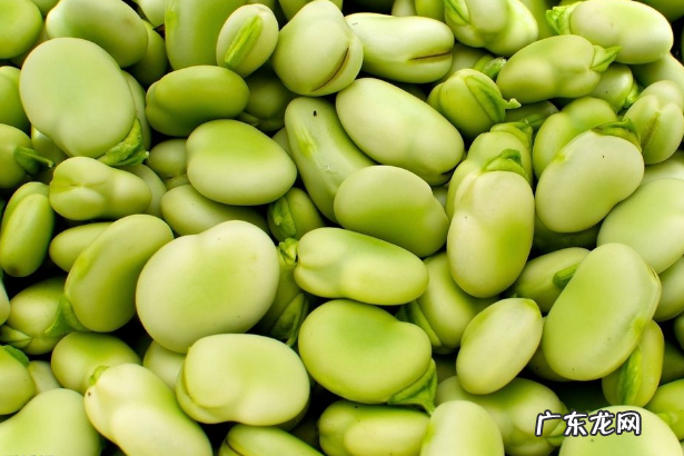 十大高蛋白食物排行榜图片 十大高蛋白食物排行榜