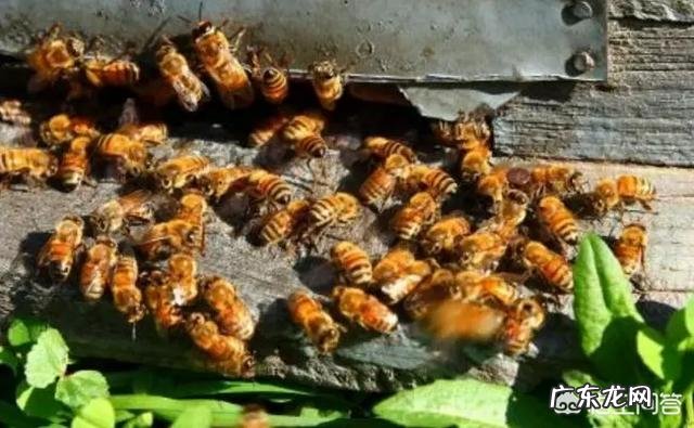 蜜蜂为什么会把大量幼蜂拖到箱外
