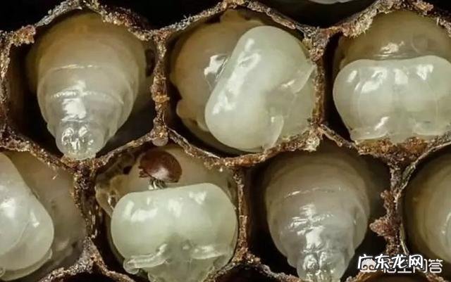 蜜蜂为什么会把大量幼蜂拖到箱外