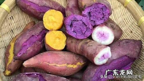 紫薯和红薯到底哪个热量高？
