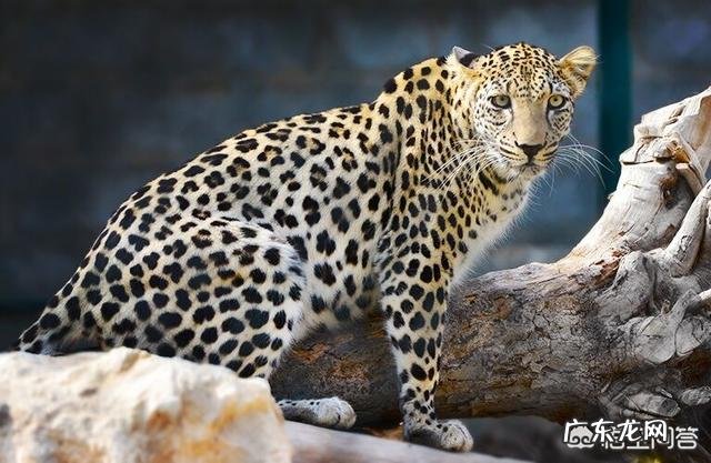 最大的猫属动物能打得过最小的豹属动物吗