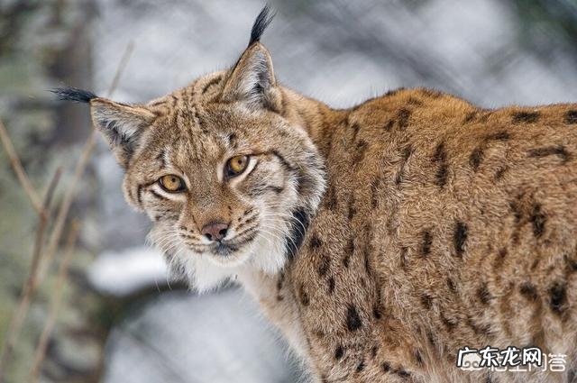 最大的猫属动物能打得过最小的豹属动物吗