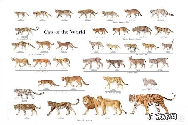 最大的猫属动物能打得过最小的豹属动物吗