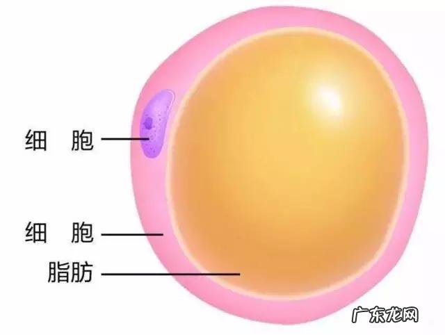 女孩子骨架大是种什么样的感受,如何判断自己是不是大骨架?