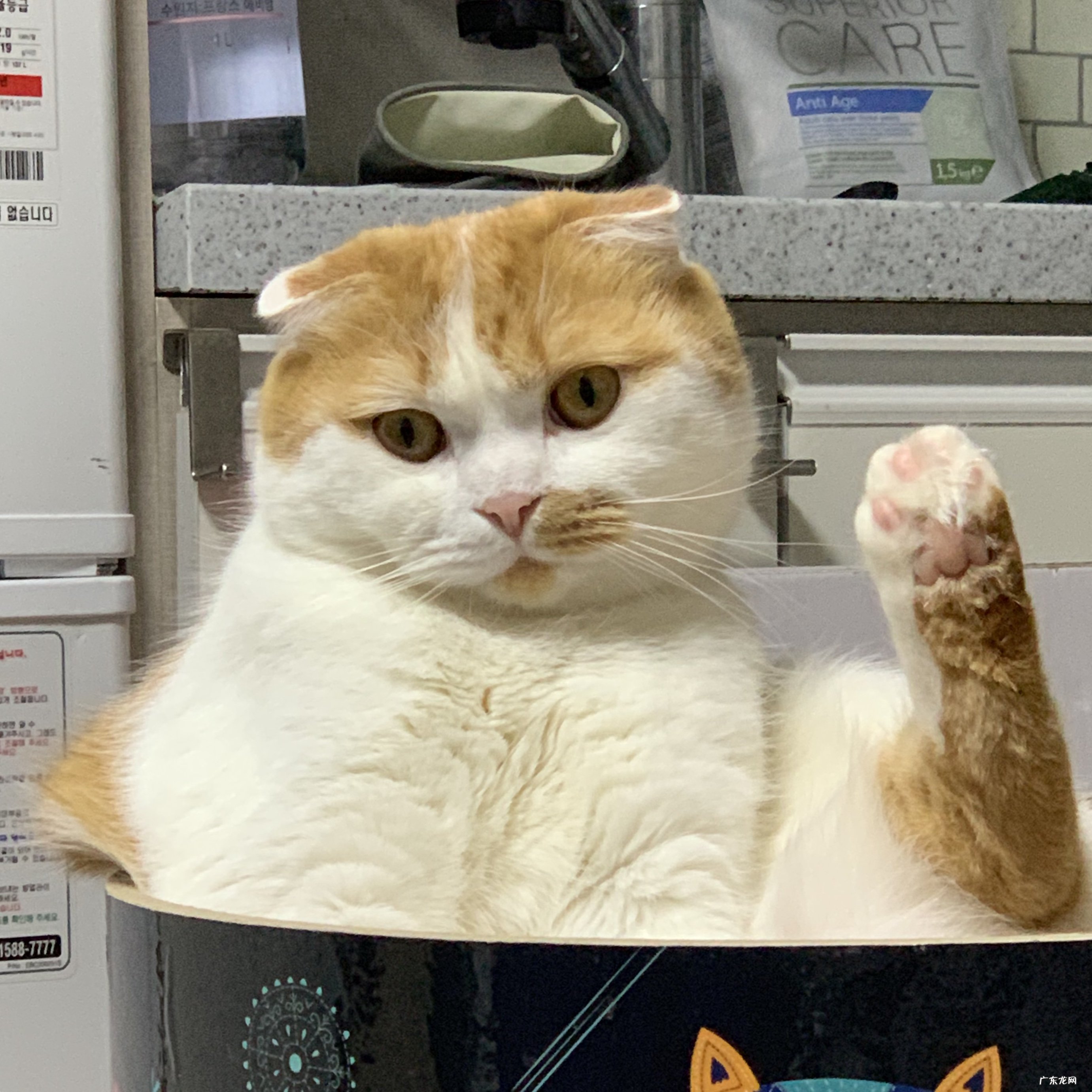 网红西红柿焖饭窍门 网红饭怎么做最好吃放什么调料 抖音电饭锅西红柿焖饭