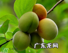 小满吃什么水果？小满吃哪些水果好？