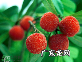 小满吃什么水果？小满吃哪些水果好？