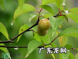 小满吃什么水果？小满吃哪些水果好？