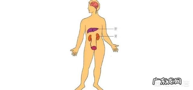 化疗会损伤身体里的哪些细胞
