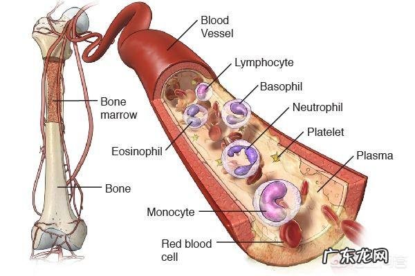 化疗会损伤身体里的哪些细胞
