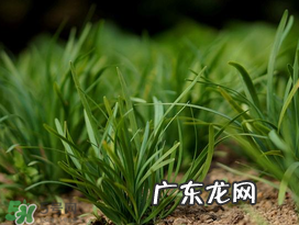 小满种什么？小满种什么菜？