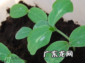 小满种什么？小满种什么菜？