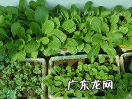 小满种什么？小满种什么菜？