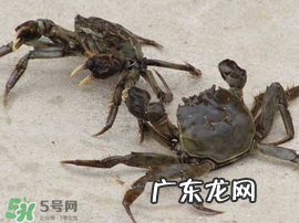 五月份有河蟹吗？五月份河蟹有黄吗？