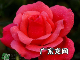 小满开什么花?小满节气开的植物