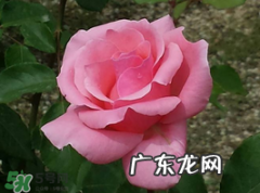 小满开什么花？小满节气开的植物