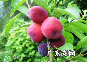 五月份有李子吗？五月份的李子能吃吗？