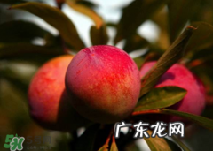 五月份有李子吗？五月份的李子能吃吗？