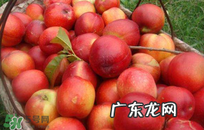 五月份有李子吗？五月份的李子能吃吗？