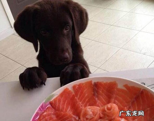 狗狗毛发不好吃什么食物好?