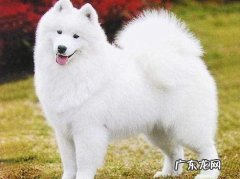 狗狗毛发不好吃什么食物好？