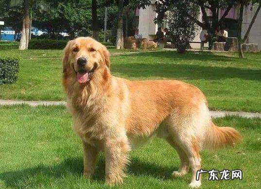 狗狗毛发不好吃什么食物好?