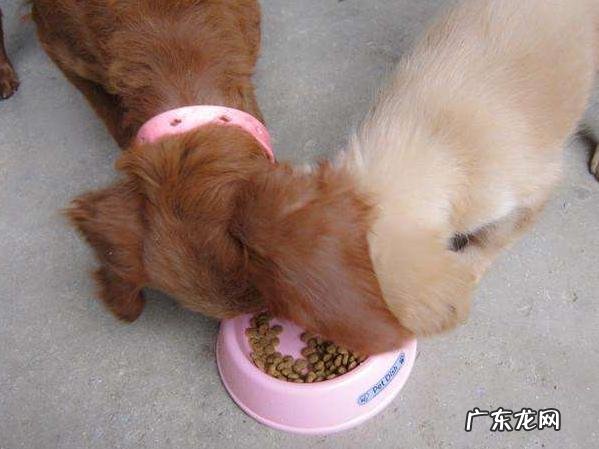 狗狗毛发不好吃什么食物好?