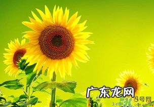 母亲节可以送向日葵吗?向日葵适合送什么人?