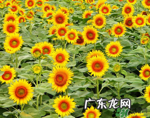 母亲节可以送向日葵吗?向日葵适合送什么人?