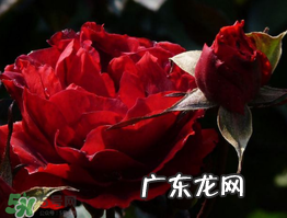 520朵玫瑰花多少钱？2017年520朵玫瑰花的价格