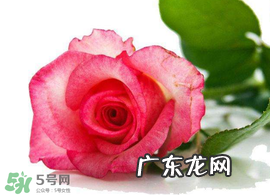 520朵玫瑰花多少钱？2017年520朵玫瑰花的价格