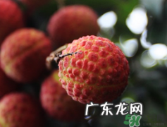 五月份有荔枝吗？5月份有荔枝吗？