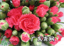 2017年520送什么花好?适合520送给女朋友的花推荐