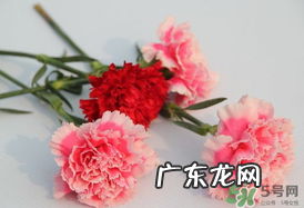 康乃馨多久浇一次水?康乃馨多久换一次水?